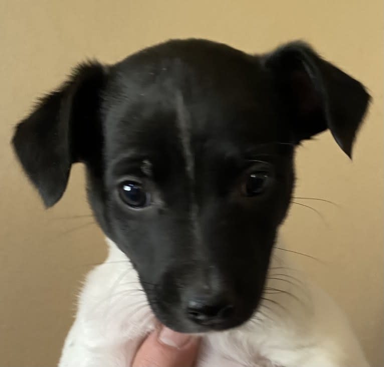 Remy, a Whippet and Border Collie mix tested with EmbarkVet.com