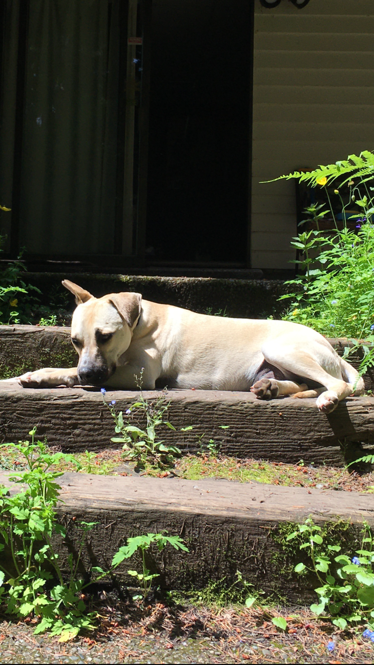 Sydney, a Catahoula Leopard Dog and American Pit Bull Terrier mix tested with EmbarkVet.com