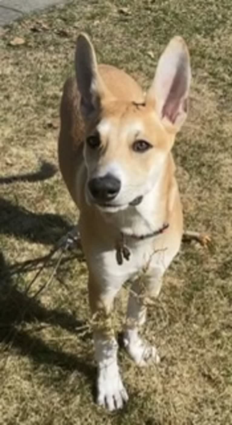 Oliver Phoenix Rogers, a Carolina Dog tested with EmbarkVet.com