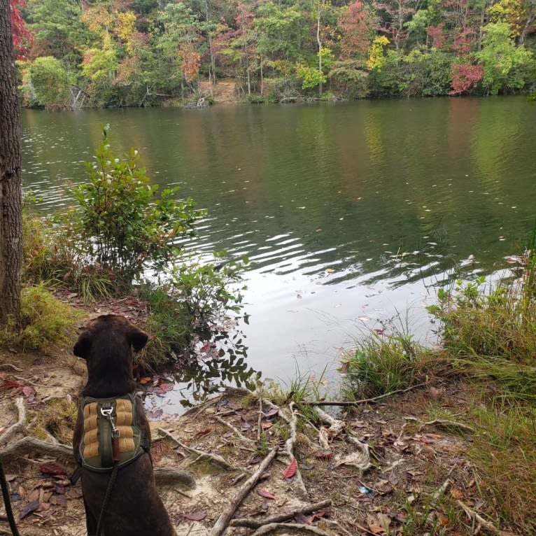 Banjo, an American Pit Bull Terrier and Plott mix tested with EmbarkVet.com