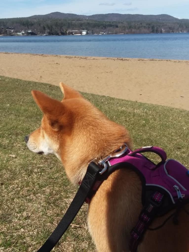 Noko, a Shiba Inu tested with EmbarkVet.com