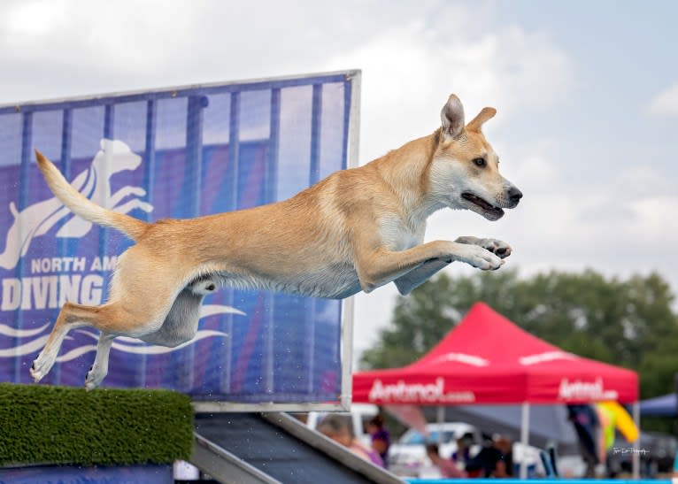 Loomy, a Carolina Dog tested with EmbarkVet.com