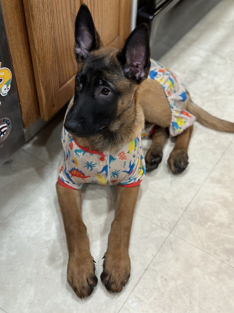 Nubi, a Belgian Malinois and German Shepherd Dog mix tested with EmbarkVet.com