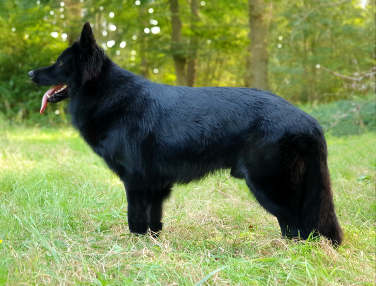 DARYUN, a German Shepherd Dog tested with EmbarkVet.com