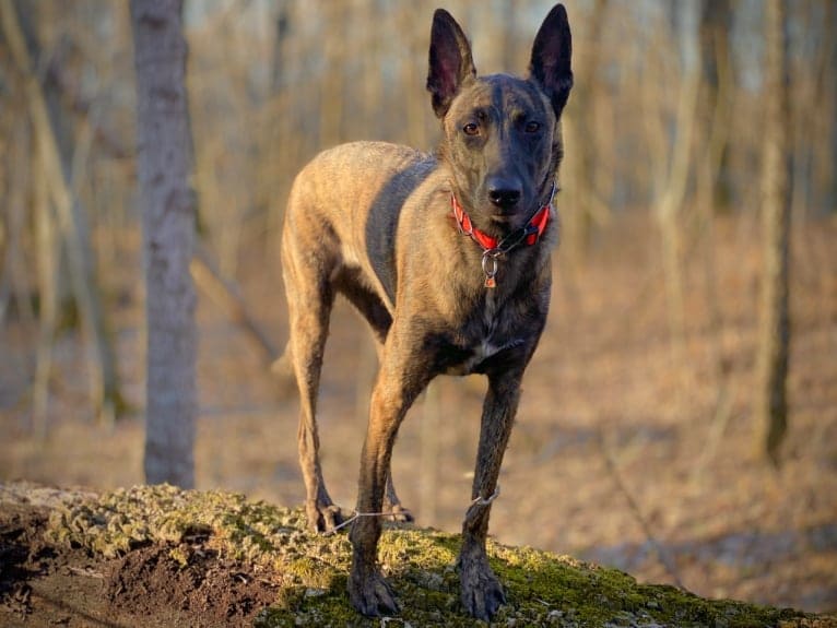 Ellie, a Belgian Shepherd tested with EmbarkVet.com