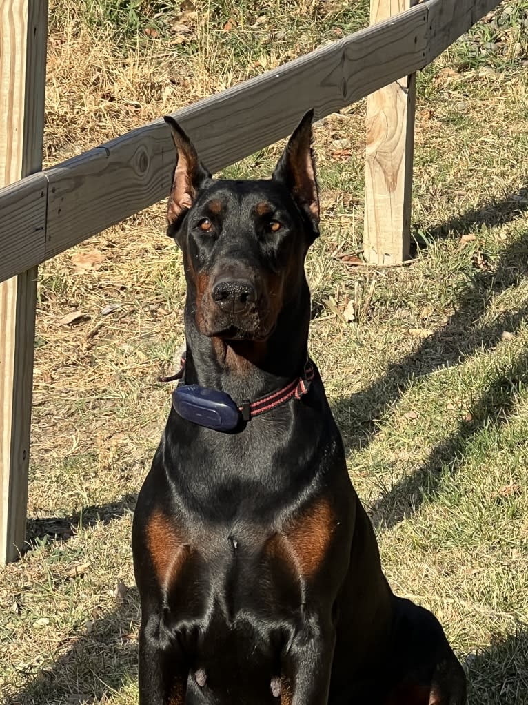 Quinn, a Doberman Pinscher tested with EmbarkVet.com