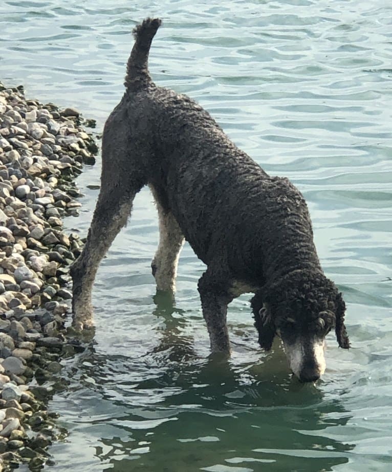 Hank, a Poodle (Standard) tested with EmbarkVet.com