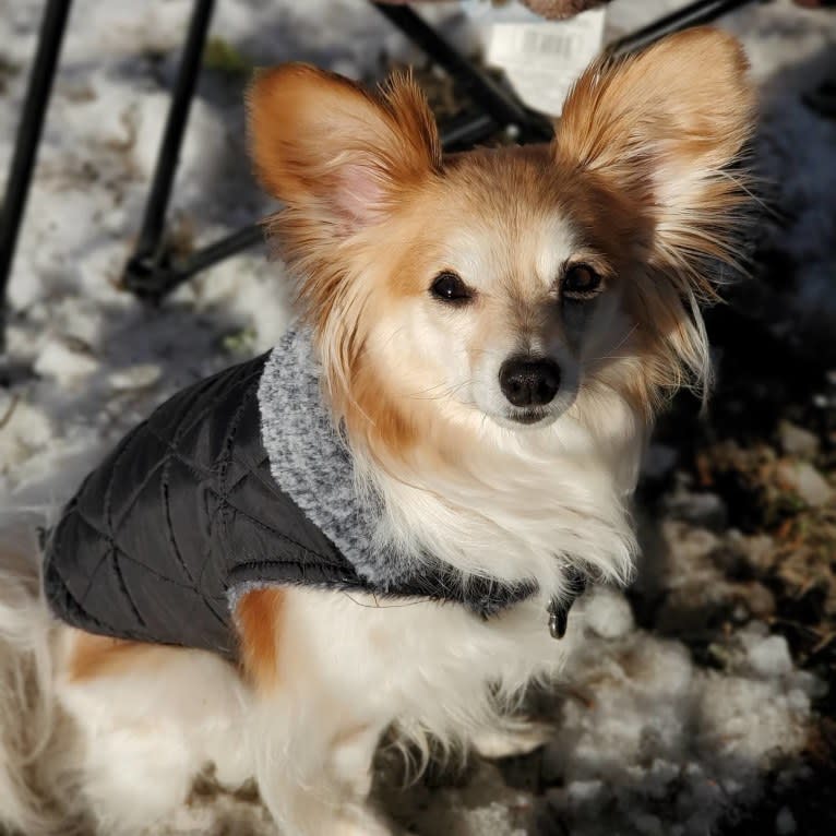 Rusko, a Papillon tested with EmbarkVet.com