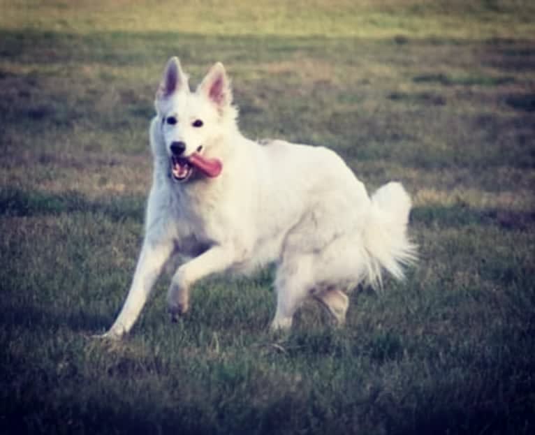 Tinkabell, a White Shepherd tested with EmbarkVet.com