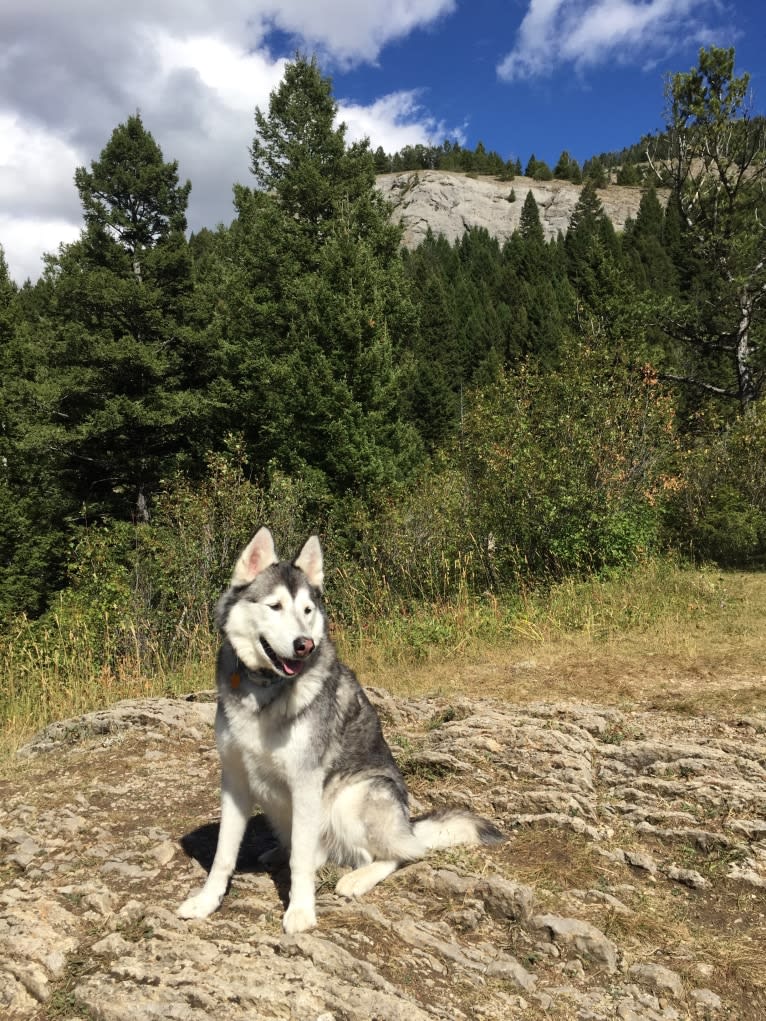 Kenai, a Siberian Husky and German Shepherd Dog mix tested with EmbarkVet.com