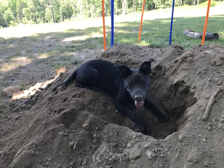 Ru, an American Pit Bull Terrier and German Shepherd Dog mix tested with EmbarkVet.com