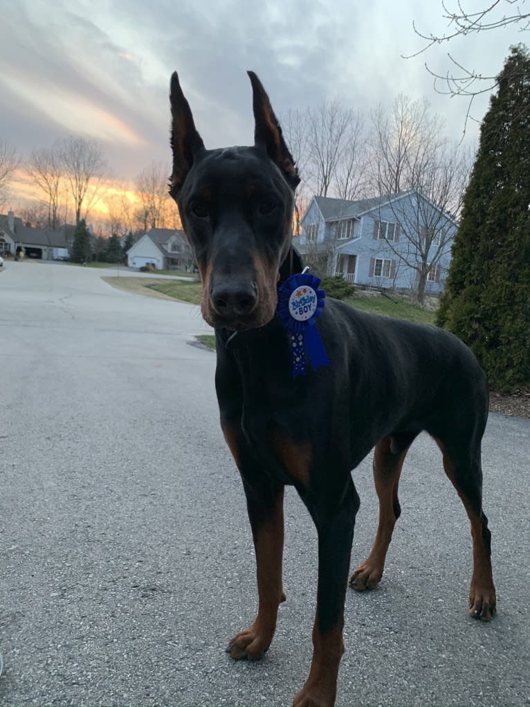 South Paw’s Nhaga, a Doberman Pinscher tested with EmbarkVet.com