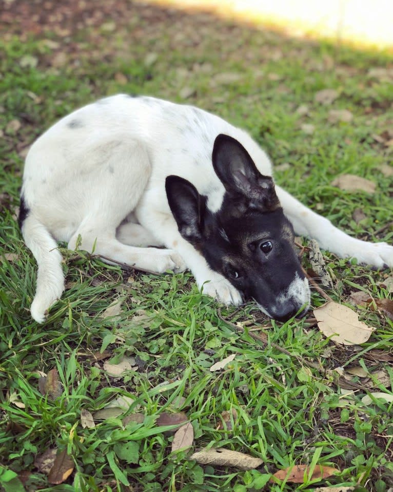 Eris, a German Shepherd Dog and Chow Chow mix tested with EmbarkVet.com