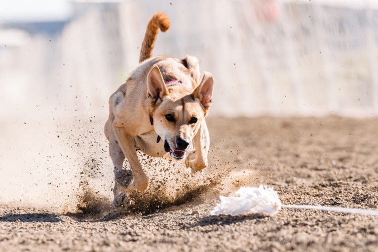 Lady Nala Bear BCF, a Carolina Dog tested with EmbarkVet.com