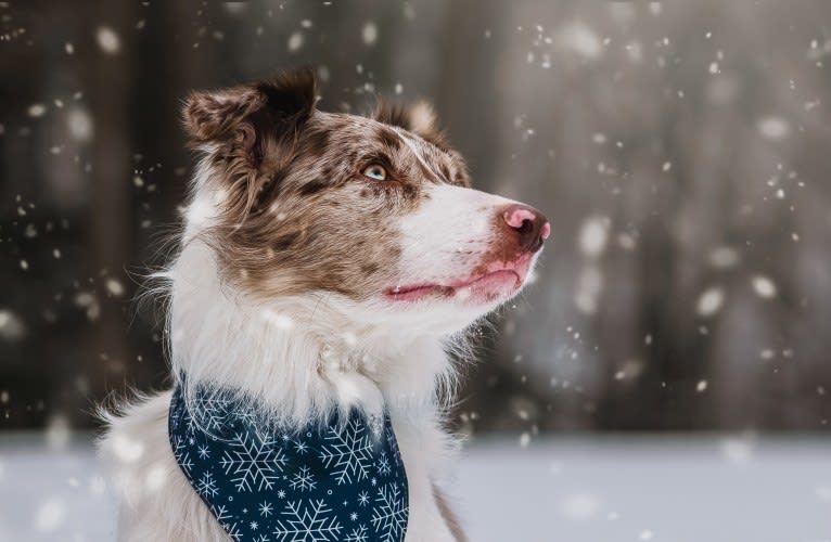 Asher, a Border Collie tested with EmbarkVet.com