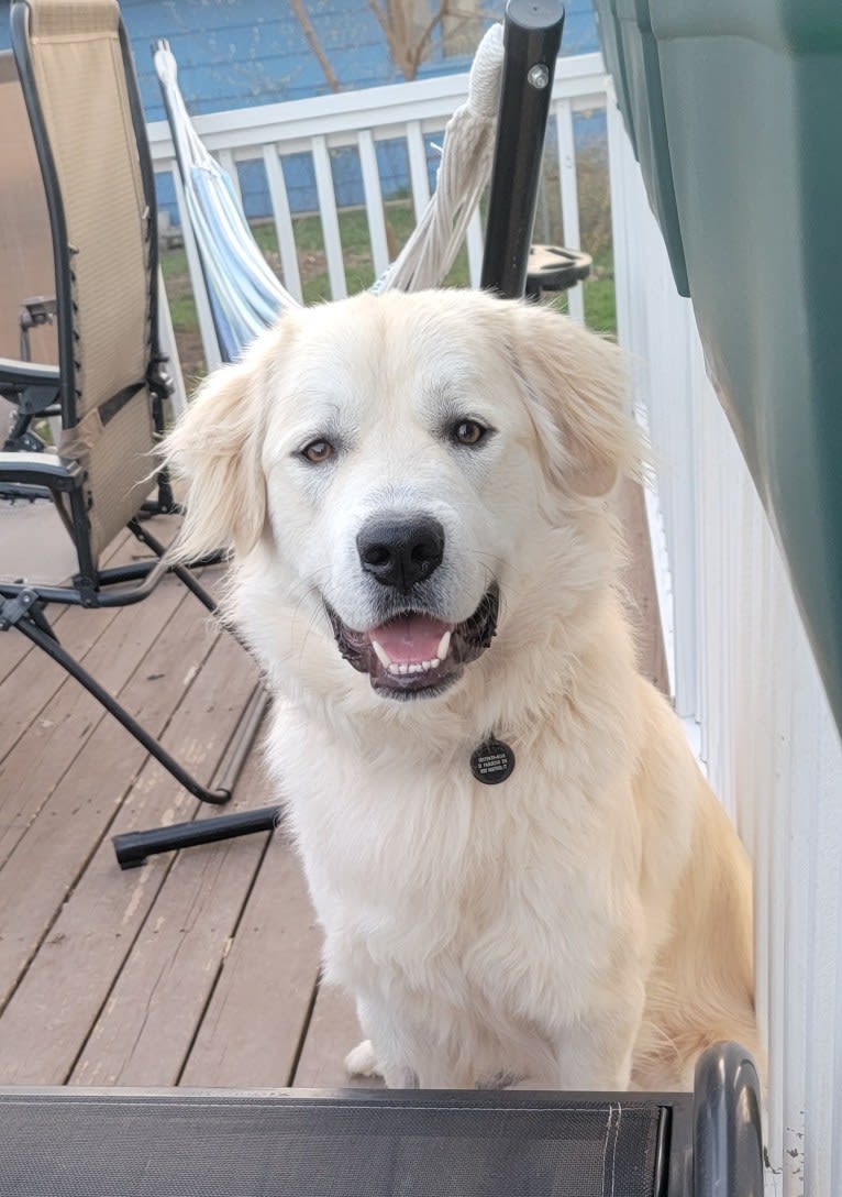 Bernoulli, a Great Pyrenees and Anatolian Shepherd Dog mix tested with EmbarkVet.com