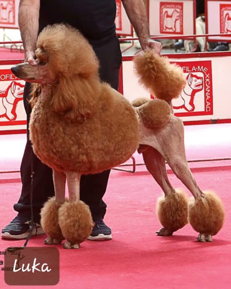 Sir Luka Barron of Glenn-Evers Performance Poodles, a Poodle (Standard) tested with EmbarkVet.com