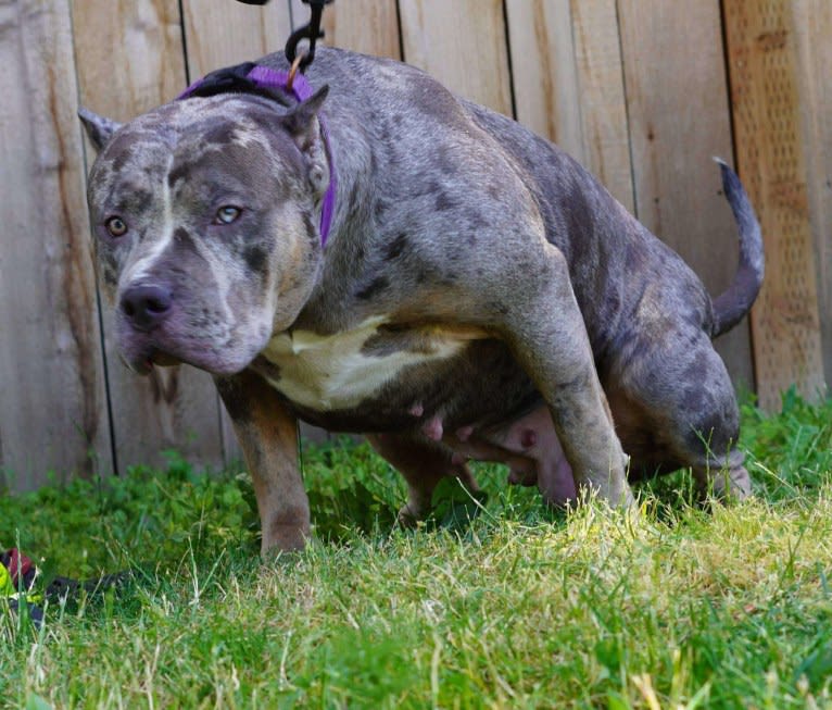 Queen B Raven, an American Bully tested with EmbarkVet.com