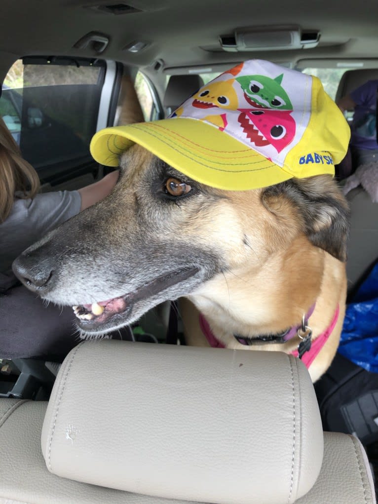 Madgey, an Arabian Village Dog tested with EmbarkVet.com