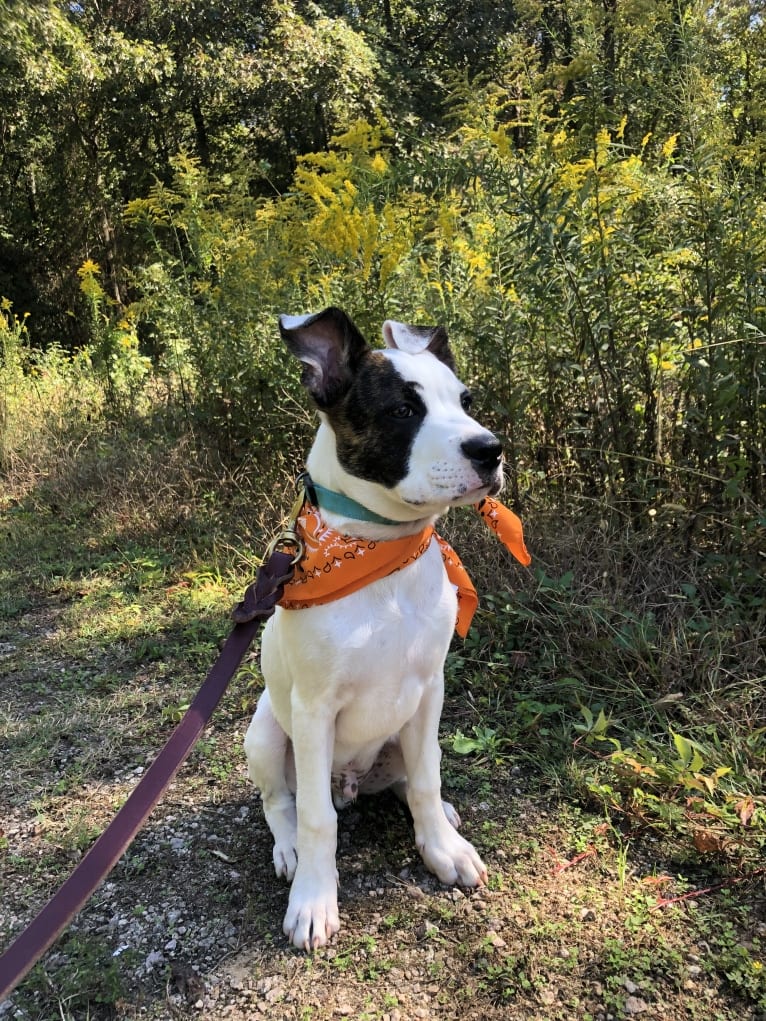 River, an American Pit Bull Terrier and Australian Cattle Dog mix tested with EmbarkVet.com