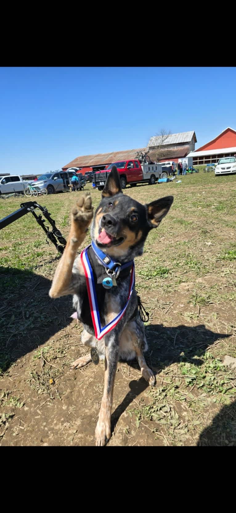 Whoppers, an Australian Cattle Dog tested with EmbarkVet.com