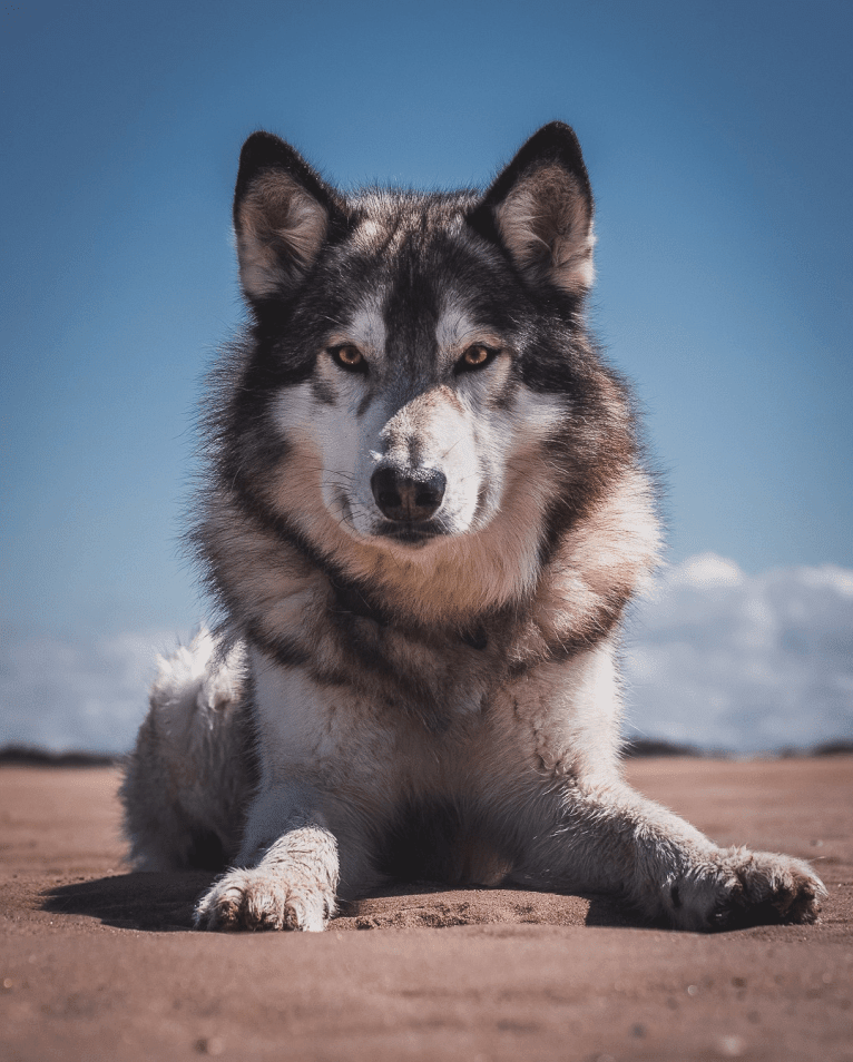 Lumos a dog tested with EmbarkVet.com
