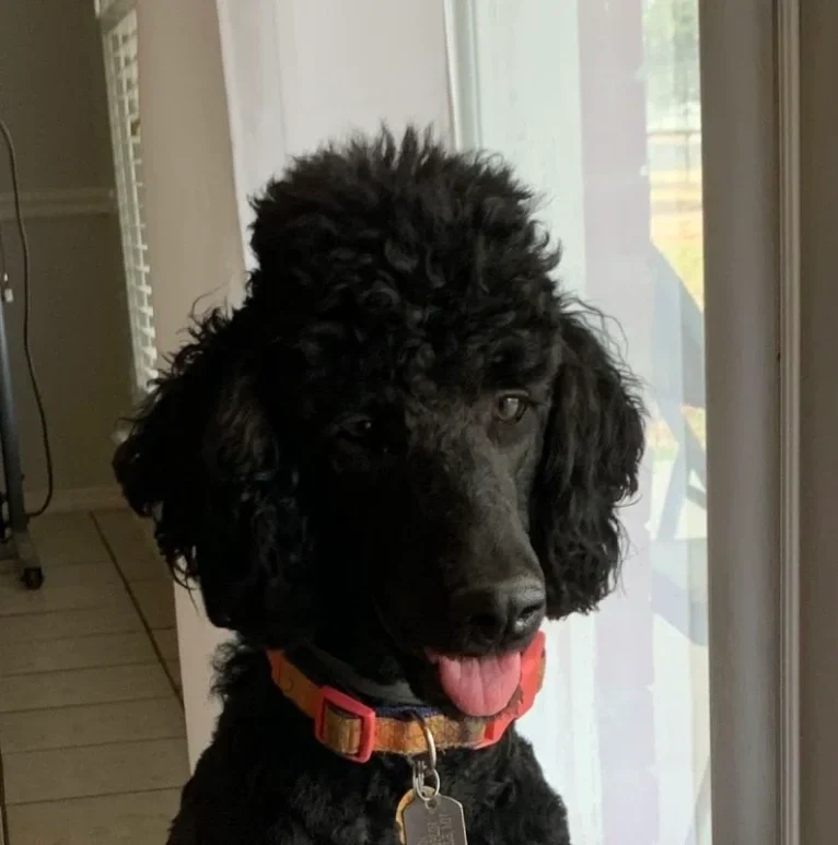 Paris, a Poodle (Standard) tested with EmbarkVet.com