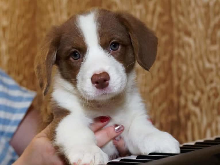 Latte, a Cardigan Welsh Corgi tested with EmbarkVet.com