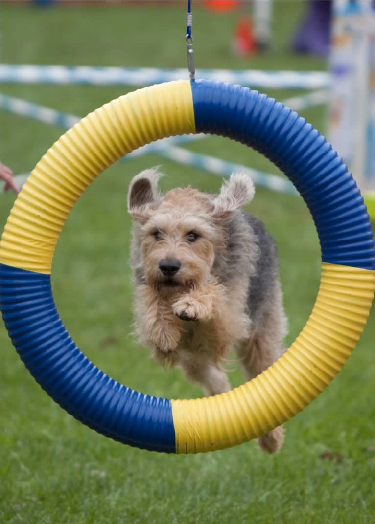 Sunny, an Airedale Terrier and Bluetick Coonhound mix tested with EmbarkVet.com