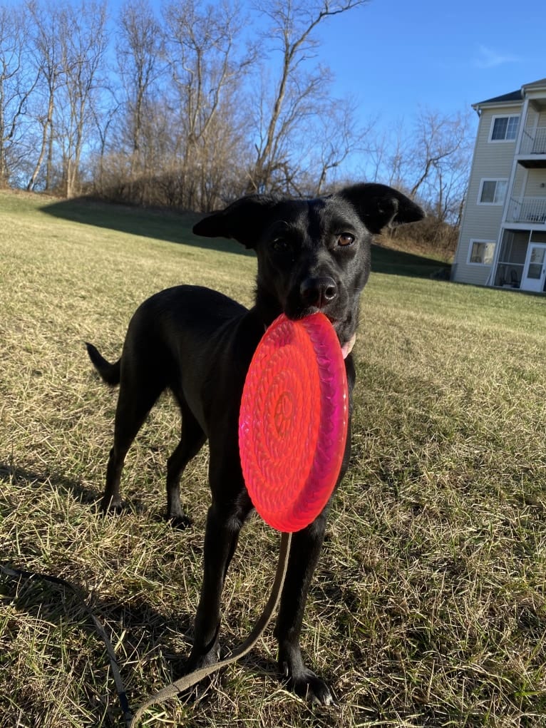 Nala, a Border Collie and American Pit Bull Terrier mix tested with EmbarkVet.com