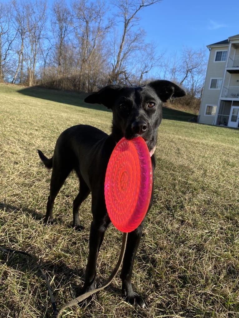 Nala, a Border Collie and American Pit Bull Terrier mix tested with EmbarkVet.com