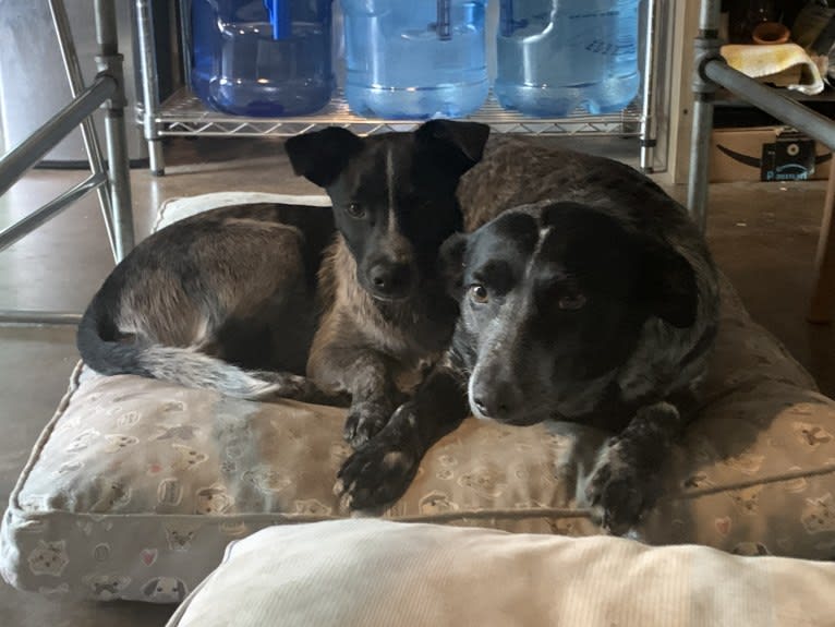 Sophie, an Australian Cattle Dog and Dachshund mix tested with EmbarkVet.com