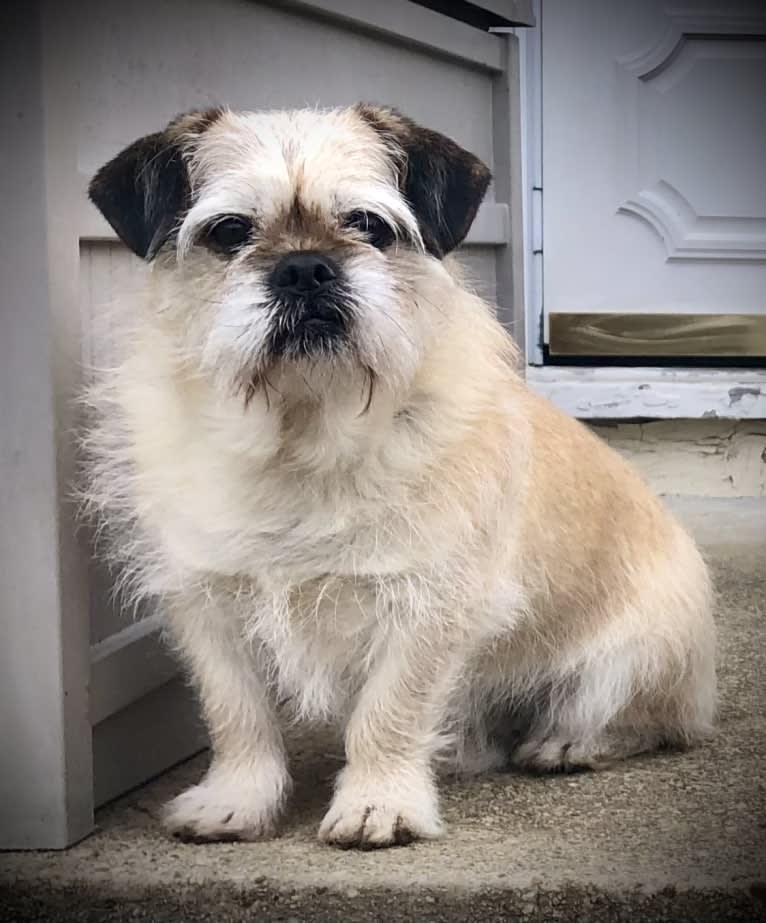 Winston, a Pugapoo tested with EmbarkVet.com