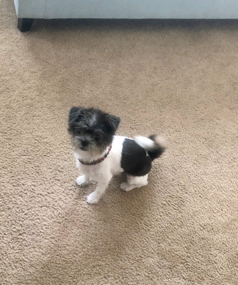 Nelly, a Shih Tzu and Chihuahua mix tested with EmbarkVet.com