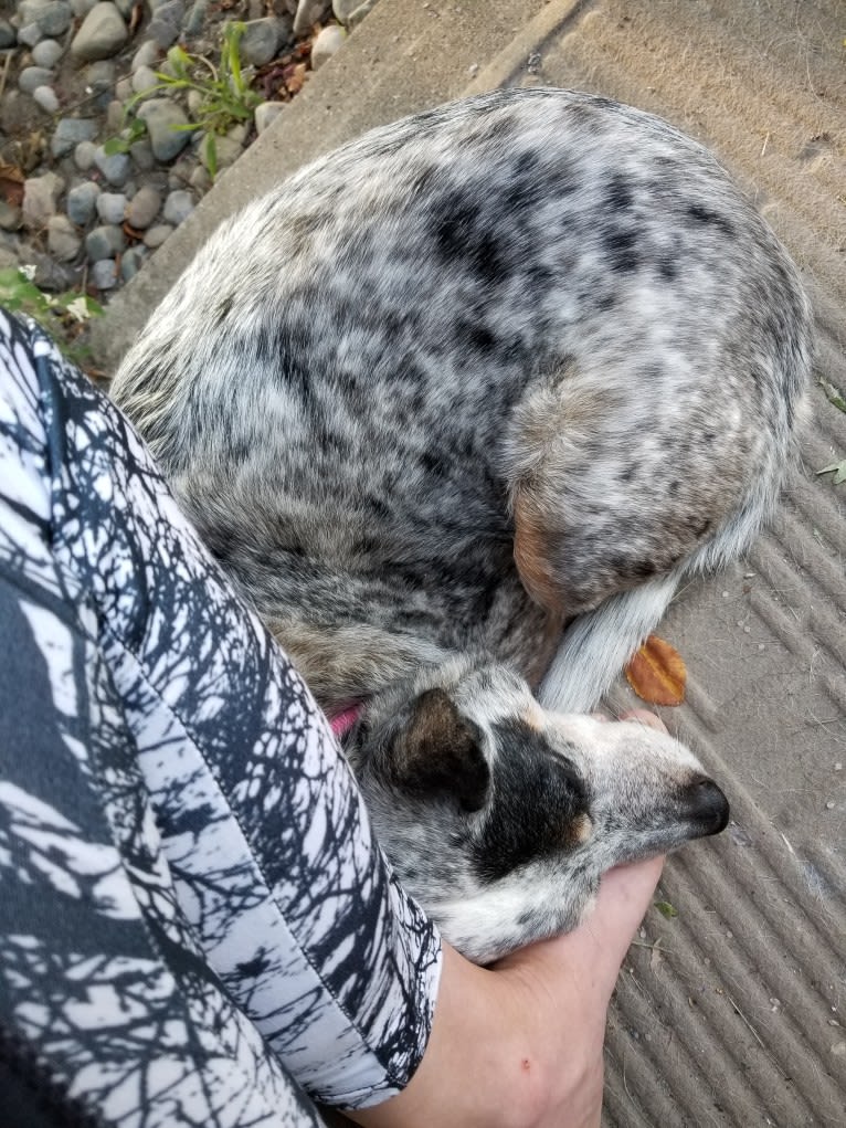 Shadoe, an Australian Cattle Dog tested with EmbarkVet.com