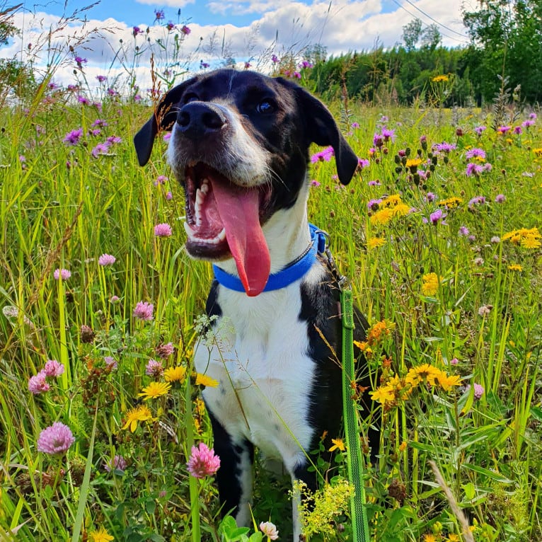 Filo, an English Setter and American Pit Bull Terrier mix tested with EmbarkVet.com