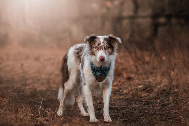 Asher, a Border Collie tested with EmbarkVet.com