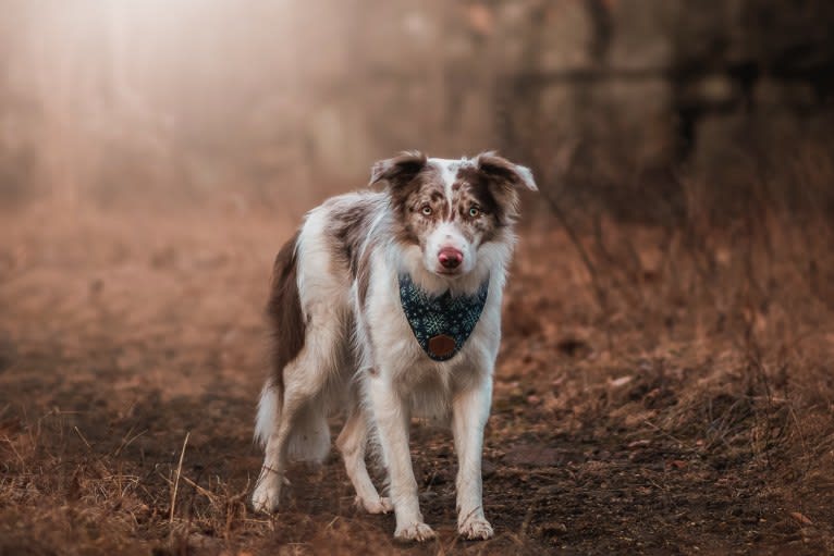 Spurs N Ashes, a Border Collie tested with EmbarkVet.com