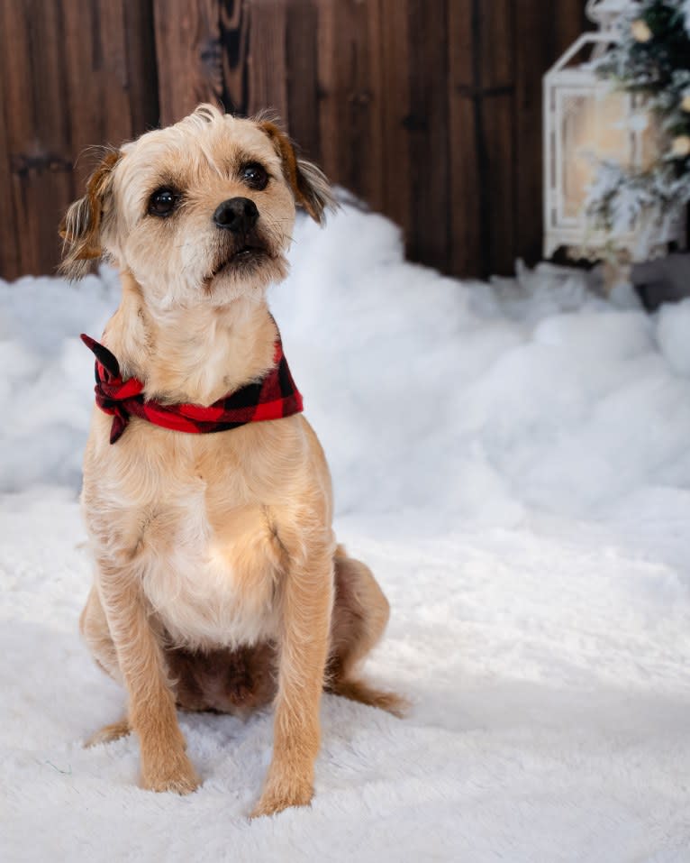 Rusty, a Russell-type Terrier and Miniature Pinscher mix tested with EmbarkVet.com