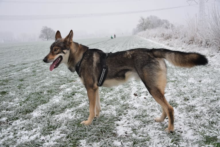 Jorah, a Siberian Husky and German Shepherd Dog mix tested with EmbarkVet.com