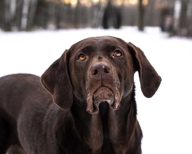 TILDEN'S THEIA, a Labrador Retriever and German Shorthaired Pointer mix tested with EmbarkVet.com