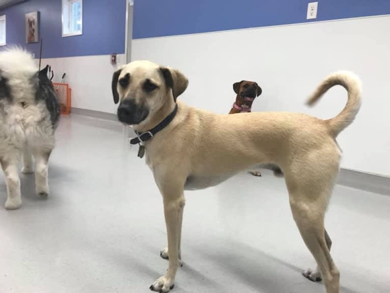 Bernard, a Mountain Cur and Rat Terrier mix tested with EmbarkVet.com