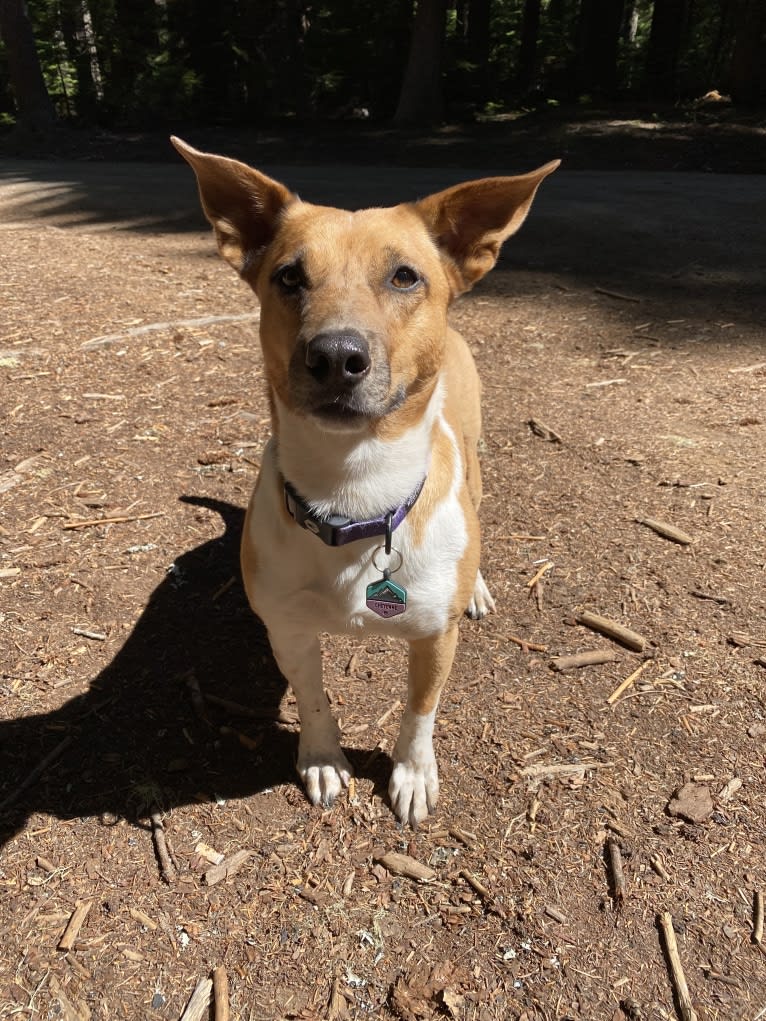 Cheyenne, an Australian Cattle Dog and American Pit Bull Terrier mix tested with EmbarkVet.com