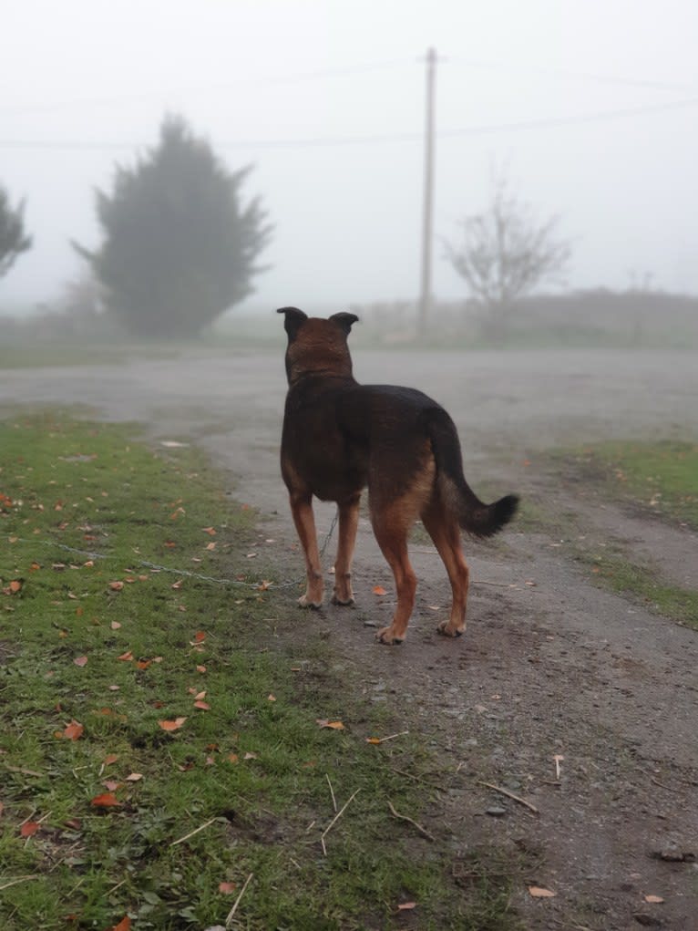 Alfie, a Belgian Malinois and Rottweiler mix tested with EmbarkVet.com