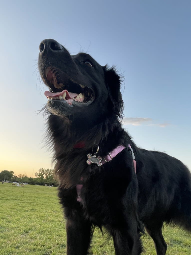 Nova, an Australian Shepherd and Labrador Retriever mix tested with EmbarkVet.com