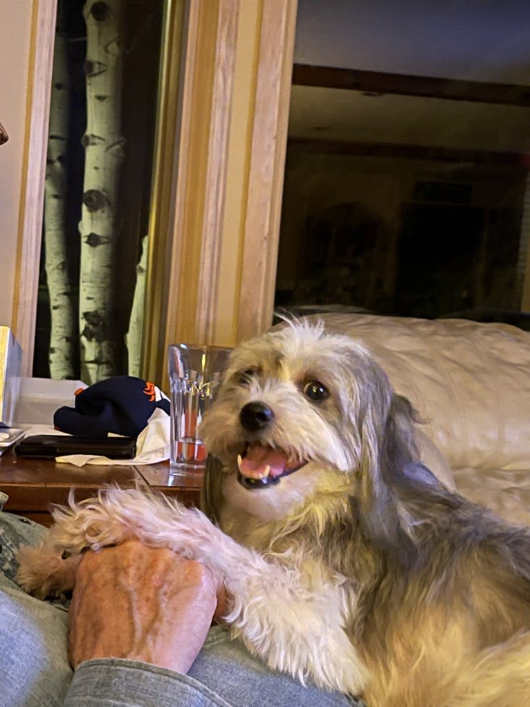 Winham’s “DollyBelle” of Rocky Mountain Cotons, a Coton de Tulear tested with EmbarkVet.com