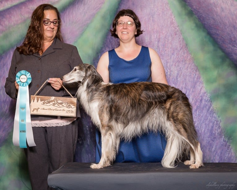 Kira, a Silken Windhound tested with EmbarkVet.com