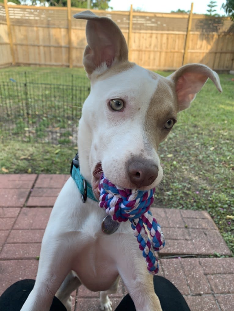 Miah, an American Pit Bull Terrier tested with EmbarkVet.com