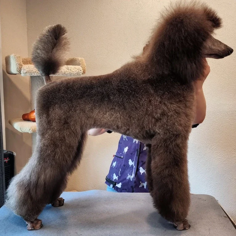 Arwen, a Poodle (Standard) tested with EmbarkVet.com
