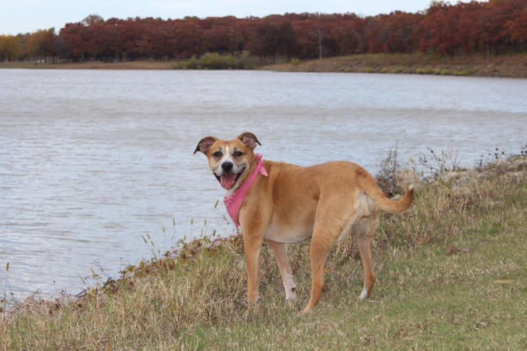 Roxie, a Boxer and Brittany mix tested with EmbarkVet.com